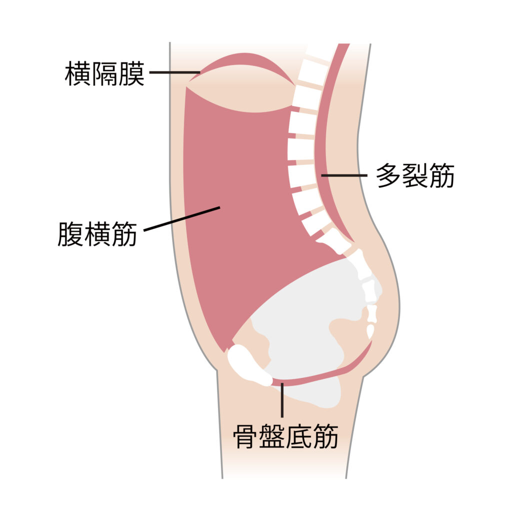 腹横筋・多裂筋・横隔膜・骨盤底筋群で構成されているインナーユニットの筋肉の部位がわかる解説イラスト