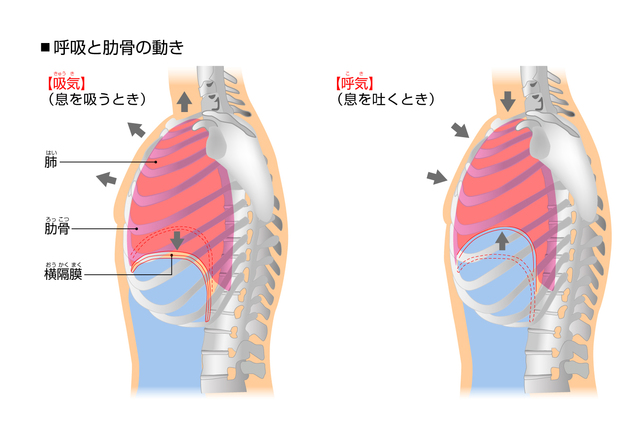 ピラティス＝胸式呼吸はもう古い？｜呼吸法について改めて考える