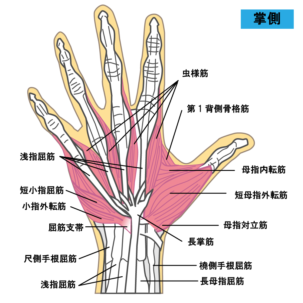 母指球筋群(短母指外転筋・短母指屈筋・母指対立筋)
小指球筋群(小指外転筋・短小指屈筋・小指対立筋)
骨間筋・虫様筋(手内筋群)
長・短母指屈筋、浅・深指屈筋
などが入っているイラスト