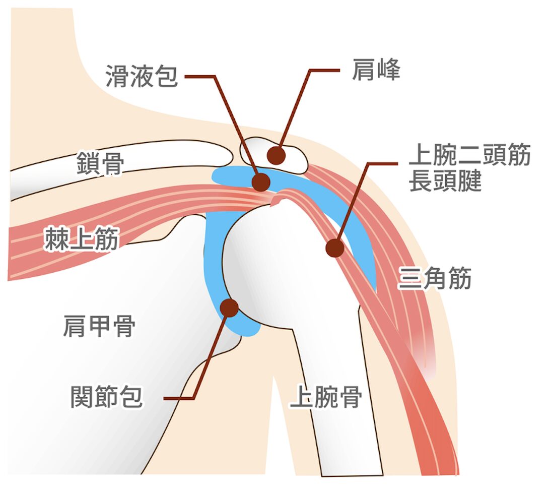 肩を回すと「ゴリッ」と鳴る…それって危険？｜クレピタスの原因とピラティスでできる対処法