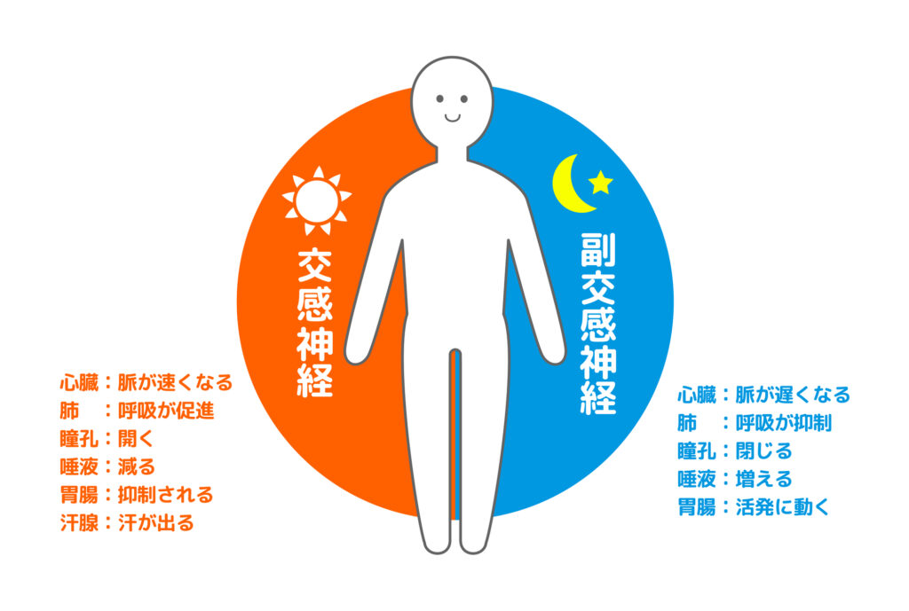 交感神経と副交換神経の違いのイラスト