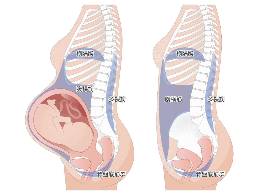 妊娠中と妊娠前のインナーユニットをイラストで表している。