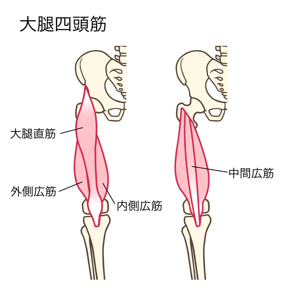 内側広筋、外側広筋を含めた大腿四頭筋の筋肉の付着部位のイラスト