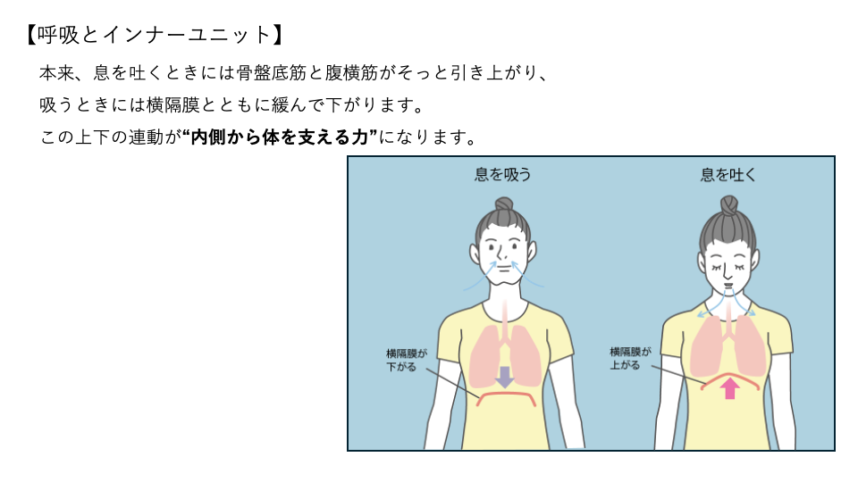 呼吸とインナーユニットの繋がりの説明とイラスト。この連携が崩れてしまうと姿勢の乱れや腰痛などに繋がる可能性もある。