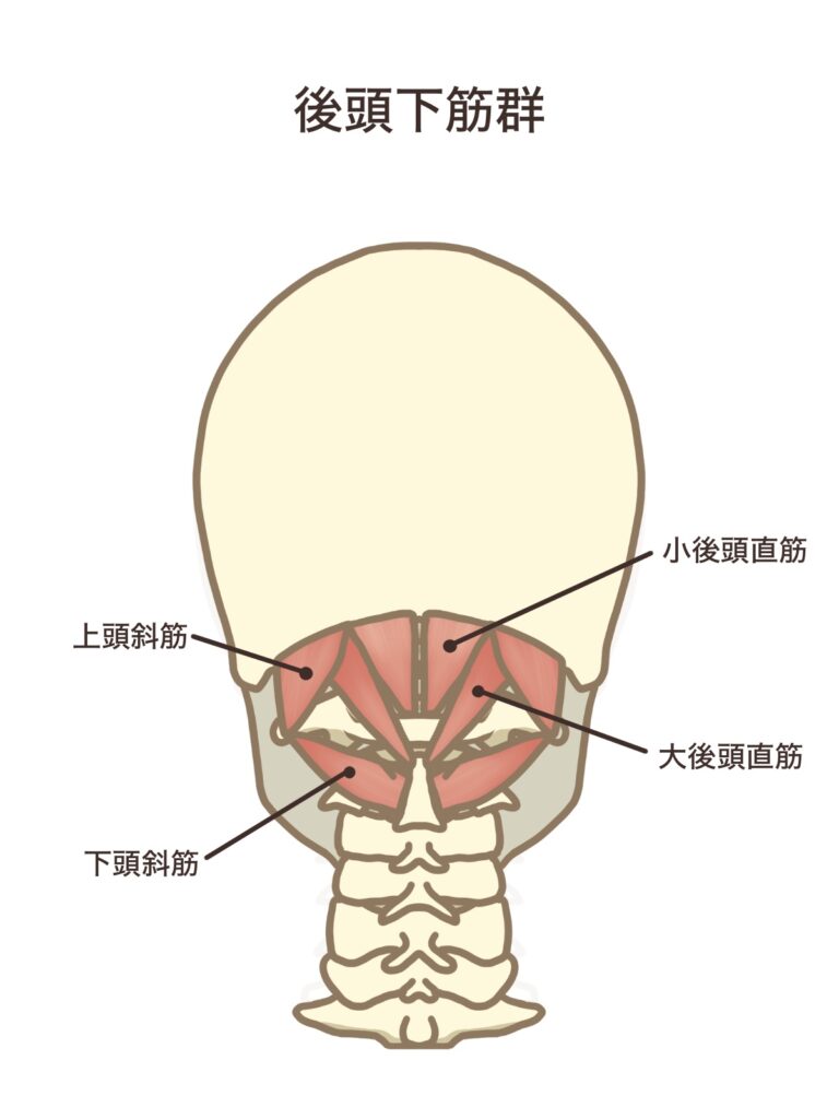 後頭下筋群のイラスト。この筋肉が緊張することで、視界の見え方にも影響してくる。