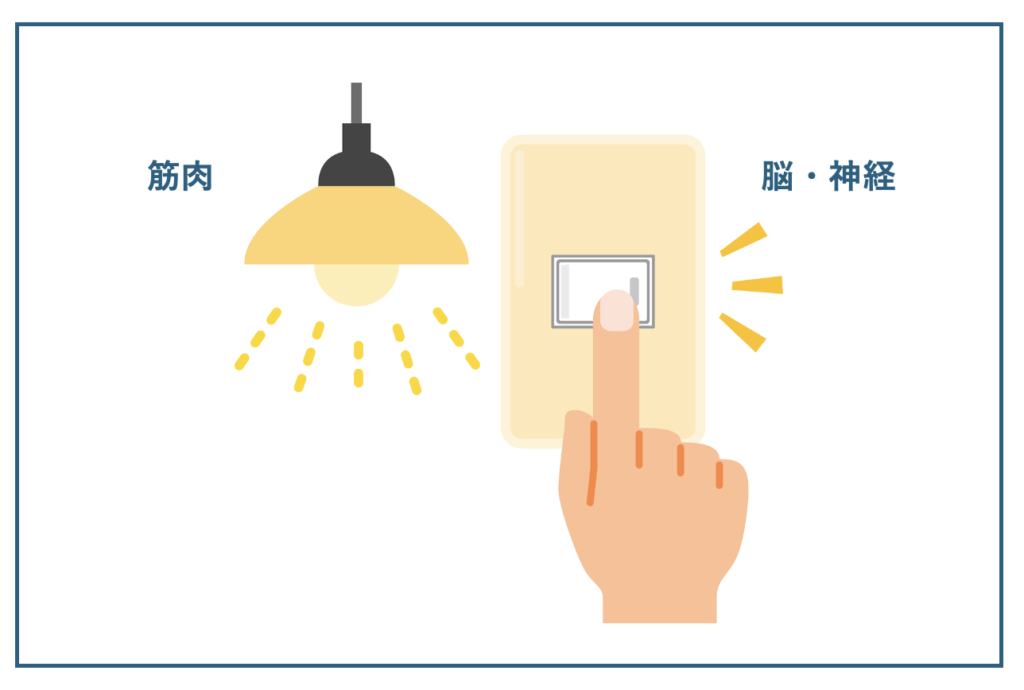脳神経と筋肉の関係性を電球とスイッチを例えにして説明した画像