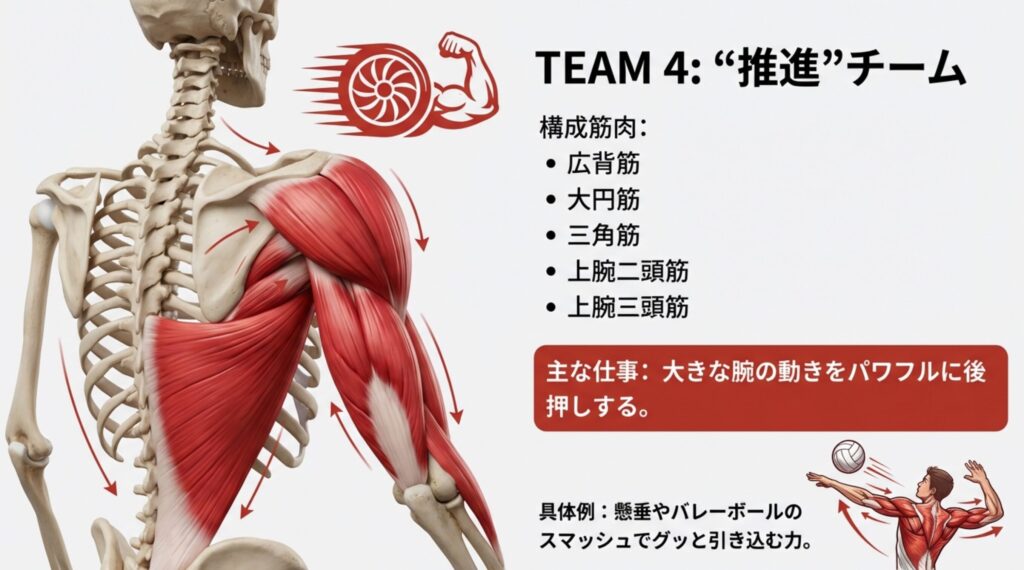 肩甲骨の筋肉チーム4:推進チーム。広背筋、大円筋、三角筋、上腕二頭筋、上腕三頭筋の解剖図。主な仕事は大きな腕の動きをパワフルに後押しすること。懸垂やバレーボールのスマッシュなどの動作を支える。
